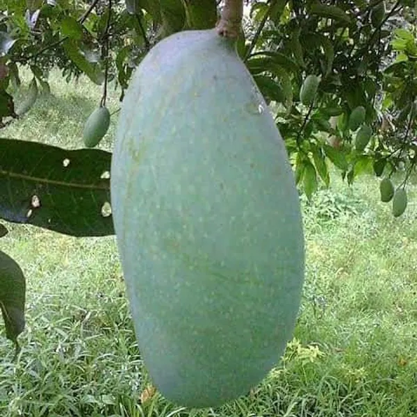 Malda_Fazli_Mango_Aam_Grafted_Fruit_Plant_(1.5-3_Feet_Height)