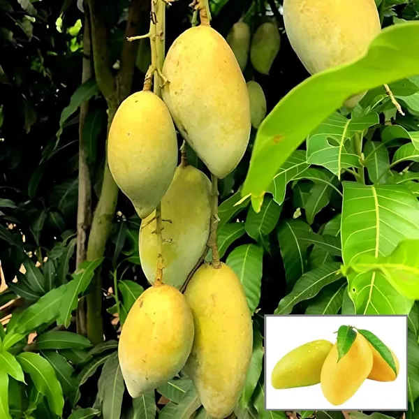 Honey_Sweet_Chaunsa_Mango_Aam_Grafted_Fruit_Plant_(1.5-3_Feet_Height)