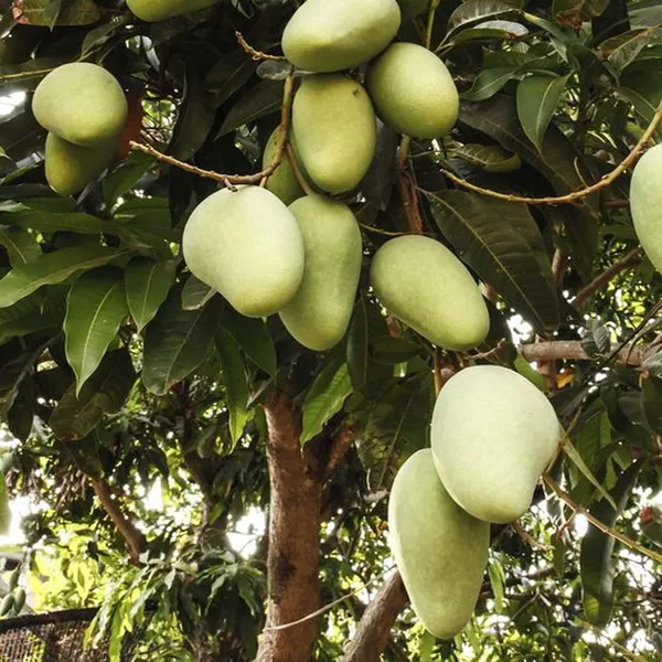 Honey_Sweet_Chaunsa_Mango_Aam_Grafted_Fruit_Plant_(1.5-3_Feet_Height)