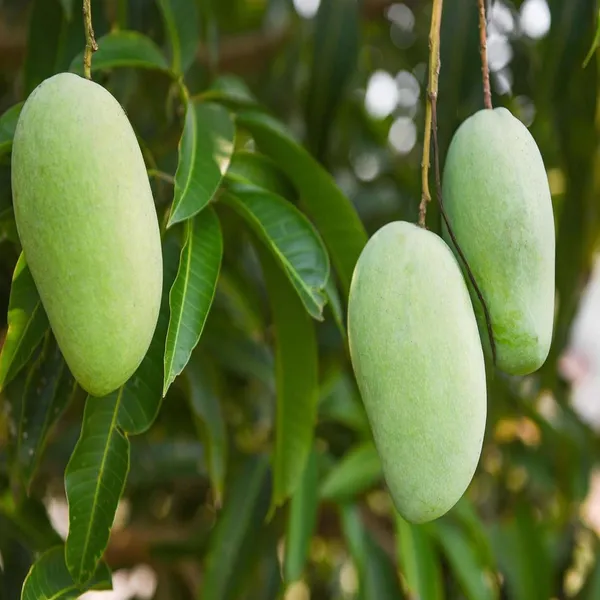 Honey_Sweet_Chaunsa_Mango_Aam_Grafted_Fruit_Plant_(1.5-3_Feet_Height)