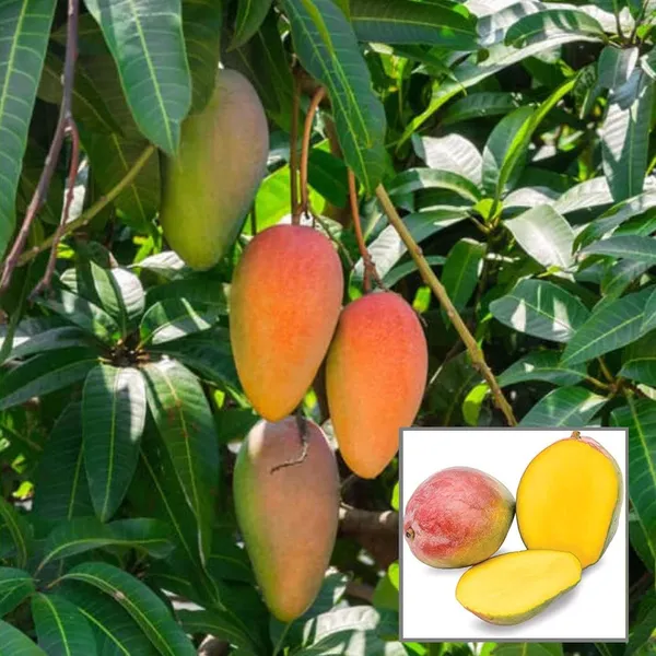Red_Rose_Gulab_Khas_Madrazi_Golapkhas_Mango_Aam_Grafted_Fruit_Plant_(1.5-3_Feet_Height)