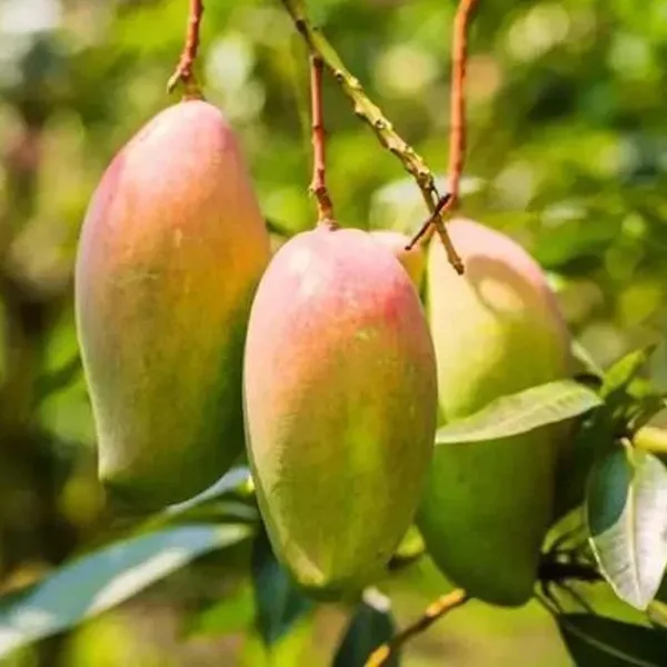 Red_Rose_Gulab_Khas_Madrazi_Golapkhas_Mango_Aam_Grafted_Fruit_Plant_(1.5-3_Feet_Height)