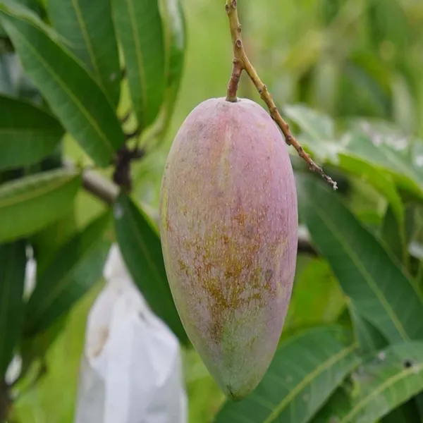 Red_Rose_Gulab_Khas_Madrazi_Golapkhas_Mango_Aam_Grafted_Fruit_Plant_(1.5-3_Feet_Height)