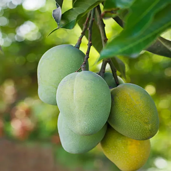 Malgova_Mulgoba_Mango_Aam_Grafted_Fruit_Plant_(1.5-3_Feet_Height)