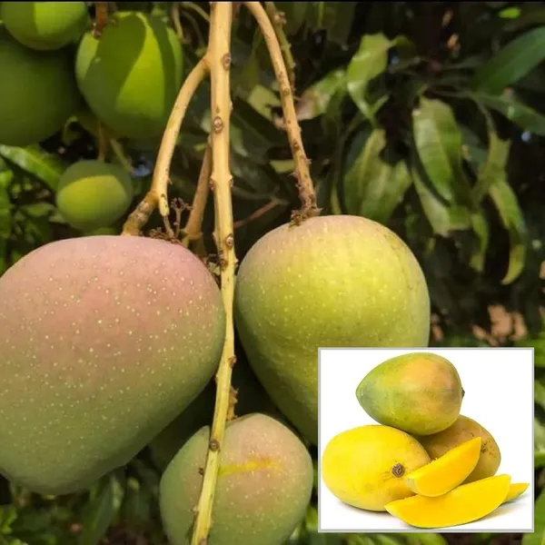 Badami_Badam_Mango_Aam_Grafted_Fruit_Plant_(1.5-3_Feet_Height)