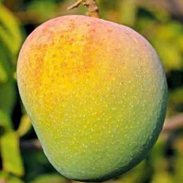 Badami_Badam_Mango_Aam_Grafted_Fruit_Plant_(1.5-3_Feet_Height)