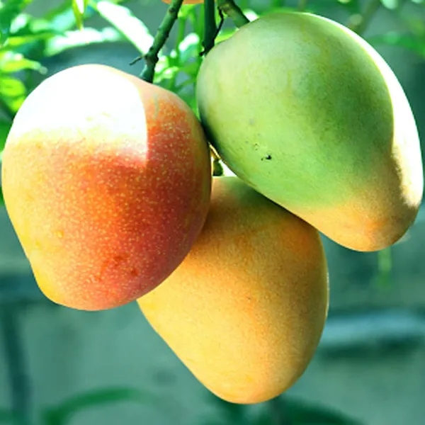 Badami_Badam_Mango_Aam_Grafted_Fruit_Plant_(1.5-3_Feet_Height)