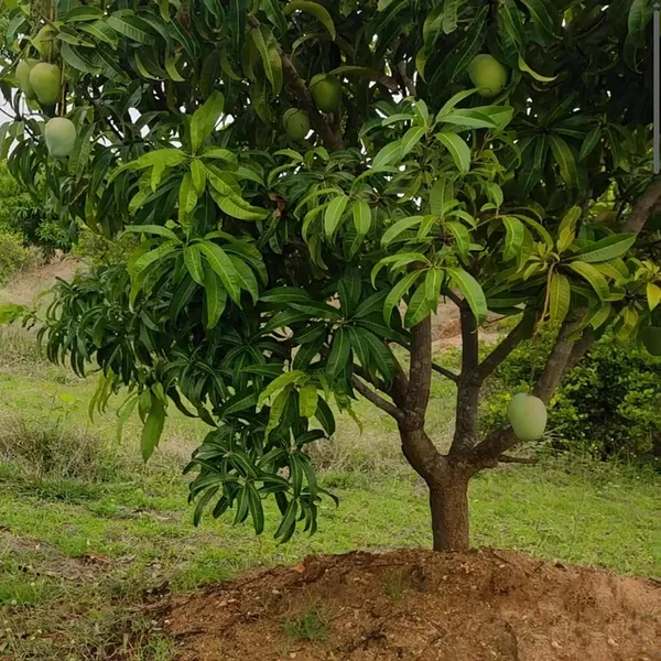 Badami_Badam_Mango_Aam_Grafted_Fruit_Plant_(1.5-3_Feet_Height)