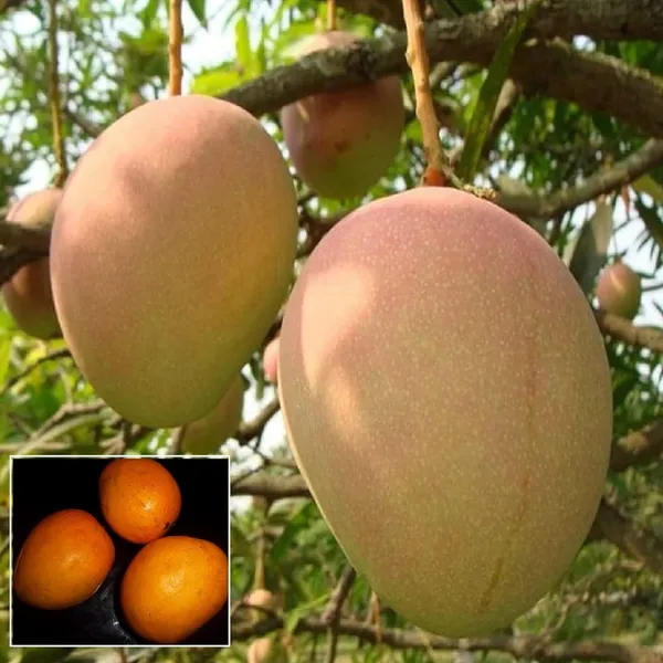 Goa_Mankurad_Variety_Grafted_Aam_Fruit_Plant_(1.5-2_Feet_Height)