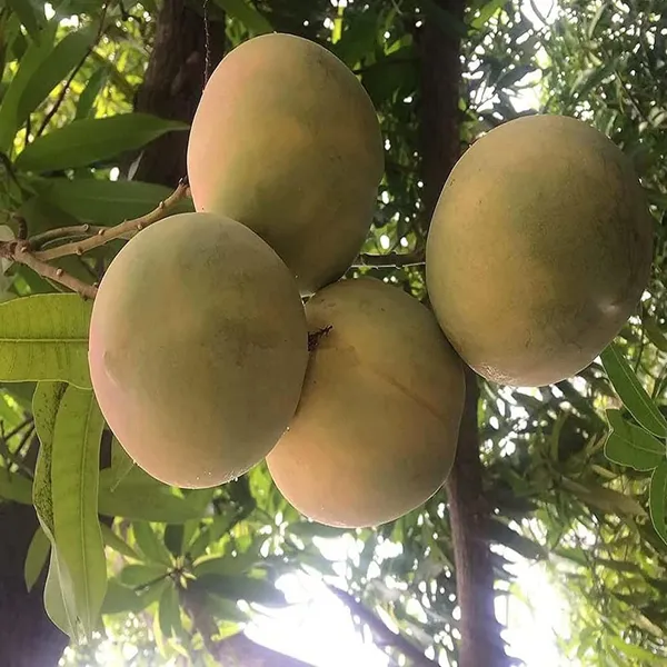 Goa_Mankurad_Variety_Grafted_Aam_Fruit_Plant_(1.5-2_Feet_Height)