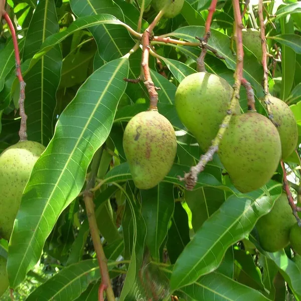 Goa_Mankurad_Variety_Grafted_Aam_Fruit_Plant_(1.5-2_Feet_Height)