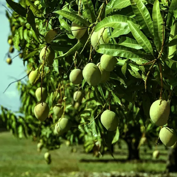 Goa_Mankurad_Variety_Grafted_Aam_Fruit_Plant_(1.5-2_Feet_Height)