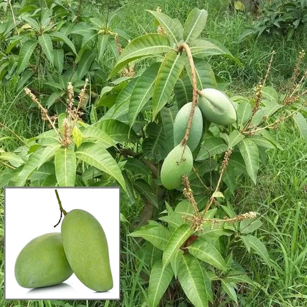 Ixora Farming Thai All Time Baramasi Mango Aam Grafted Fruit Live Plant  (1.5-3 Feet Height) Price in India - Buy Ixora Farming Thai All Time  Baramasi Mango Aam Grafted Fruit Live Plant (