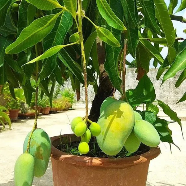 Thai_All_Time_Baramasi_Mango_Aam_Grafted_Fruit_Plant_(1.5-3_Feet_Height)