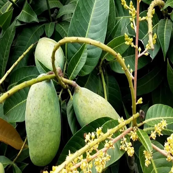 Thai_All_Time_Baramasi_Mango_Aam_Grafted_Fruit_Plant_(1.5-3_Feet_Height)