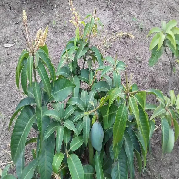 Thai_All_Time_Baramasi_Mango_Aam_Grafted_Fruit_Plant_(1.5-3_Feet_Height)