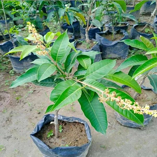 Thai_All_Time_Baramasi_Mango_Aam_Grafted_Fruit_Plant_(1.5-3_Feet_Height)