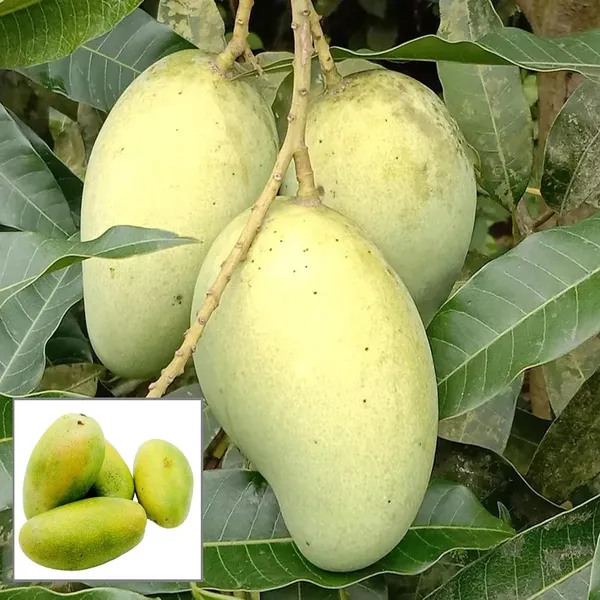 Vastra_All_Time_Mango_Aam_Grafted_Fruit_Plant_(1.5-3_Feet_Height)