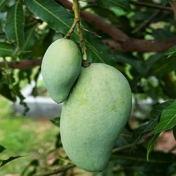 Vastra_All_Time_Mango_Aam_Grafted_Fruit_Plant_(1.5-3_Feet_Height)