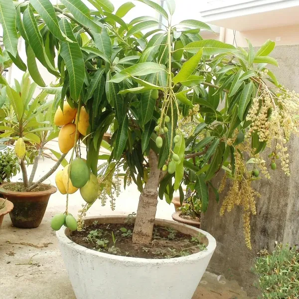 Vastra_All_Time_Mango_Aam_Grafted_Fruit_Plant_(1.5-3_Feet_Height)