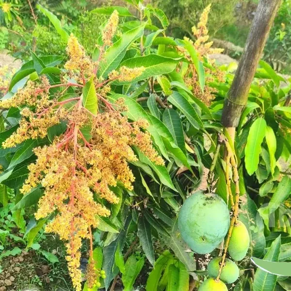 Vastra_All_Time_Mango_Aam_Grafted_Fruit_Plant_(1.5-3_Feet_Height)
