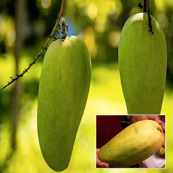 Nurjahan_Noor_Jahan_Mango_Aam_Grafted_Fruit_Plant_(1.5-3_Feet_Height)