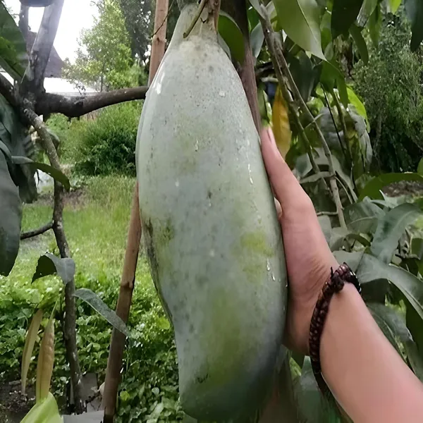 Nurjahan_Noor_Jahan_Mango_Aam_Grafted_Fruit_Plant_(1.5-3_Feet_Height)