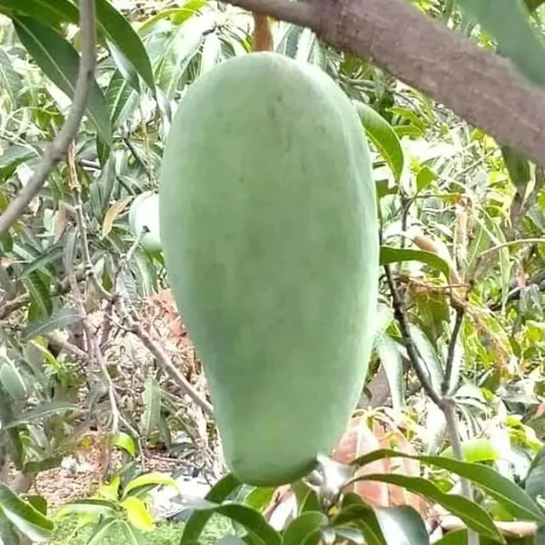 Nurjahan_Noor_Jahan_Mango_Aam_Grafted_Fruit_Plant_(1.5-3_Feet_Height)