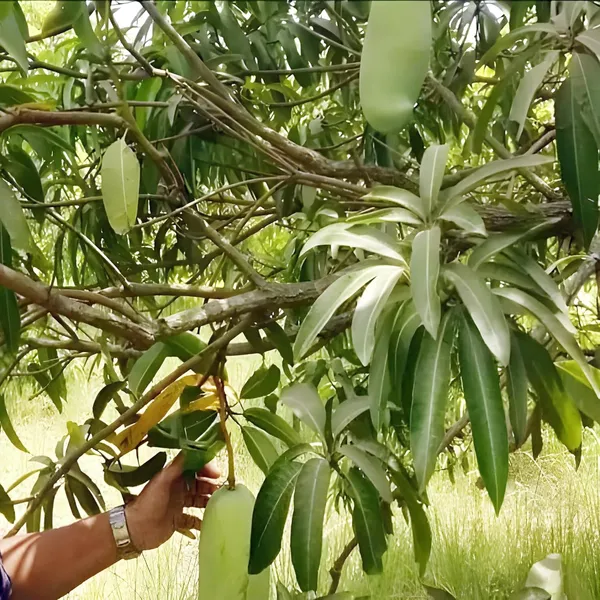 Nurjahan_Noor_Jahan_Mango_Aam_Grafted_Fruit_Plant_(1.5-3_Feet_Height)