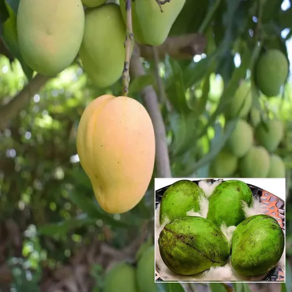 Kohitur_Mango_Aam_Grafted_Fruit_Plant_(1.5-3_Feet_Height)