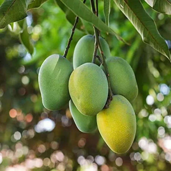 Kohitur_Mango_Aam_Grafted_Fruit_Plant_(1.5-3_Feet_Height)