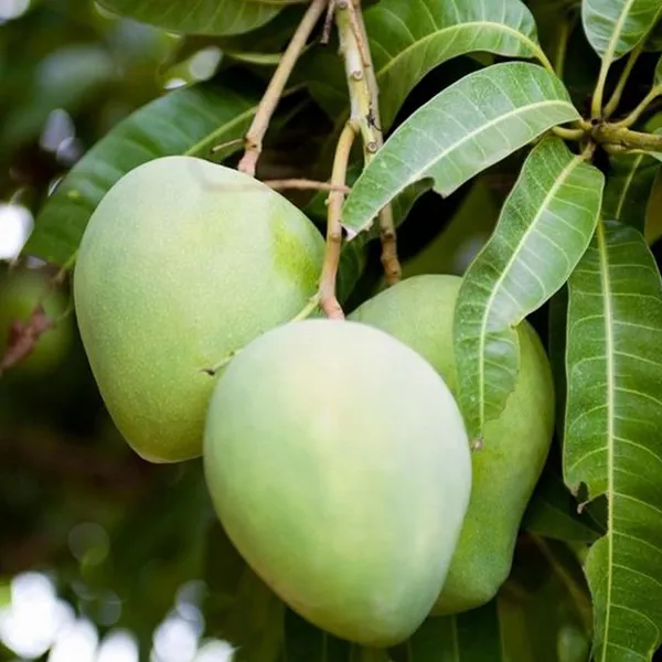 Kohitur_Mango_Aam_Grafted_Fruit_Plant_(1.5-3_Feet_Height)
