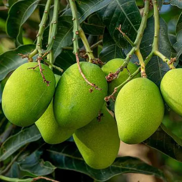 Kohitur_Mango_Aam_Grafted_Fruit_Plant_(1.5-3_Feet_Height)