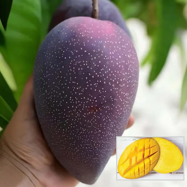 Bn_7_Mango_Aam_Grafted_Fruit_Plant_(1.5-3_Feet_Height)