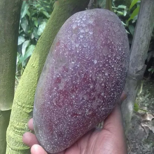 Bn_7_Mango_Aam_Grafted_Fruit_Plant_(1.5-3_Feet_Height)
