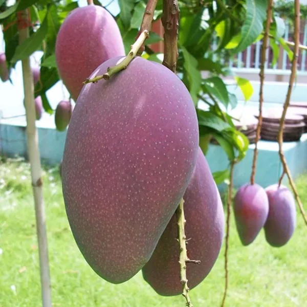Bn_7_Mango_Aam_Grafted_Fruit_Plant_(1.5-3_Feet_Height)