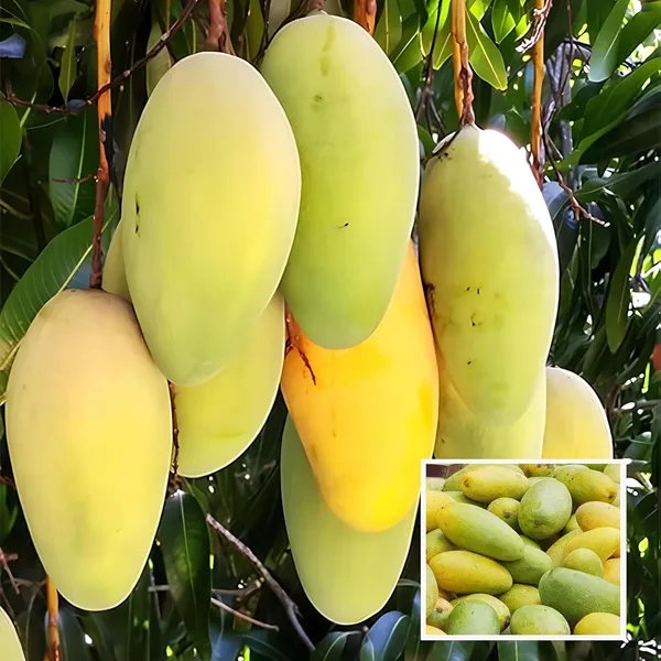 Saranga_Mango_Aam_Grafted_Fruit_Plant_(1.5-3_Feet_Height)
