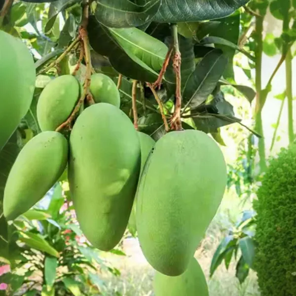 Saranga_Mango_Aam_Grafted_Fruit_Plant_(1.5-3_Feet_Height)