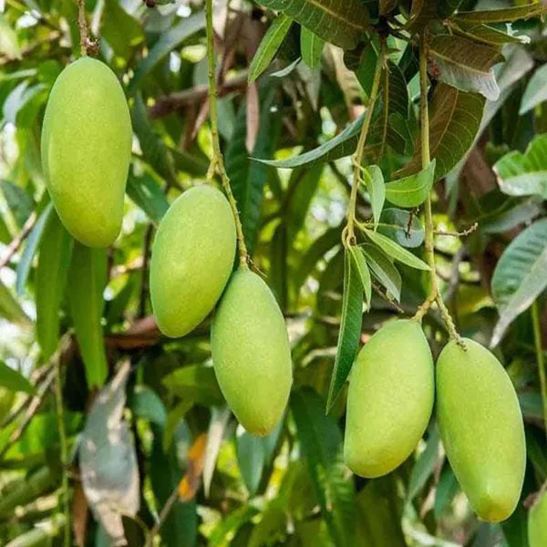 Saranga_Mango_Aam_Grafted_Fruit_Plant_(1.5-3_Feet_Height)
