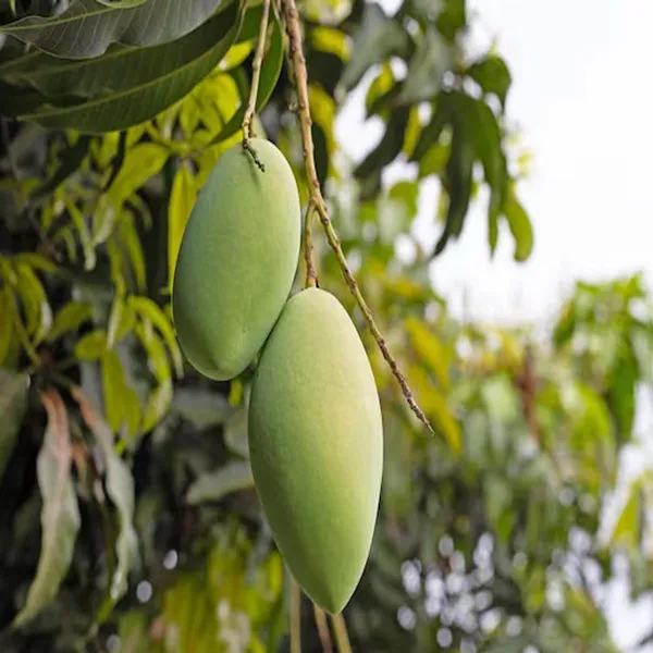 Saranga_Mango_Aam_Grafted_Fruit_Plant_(1.5-3_Feet_Height)