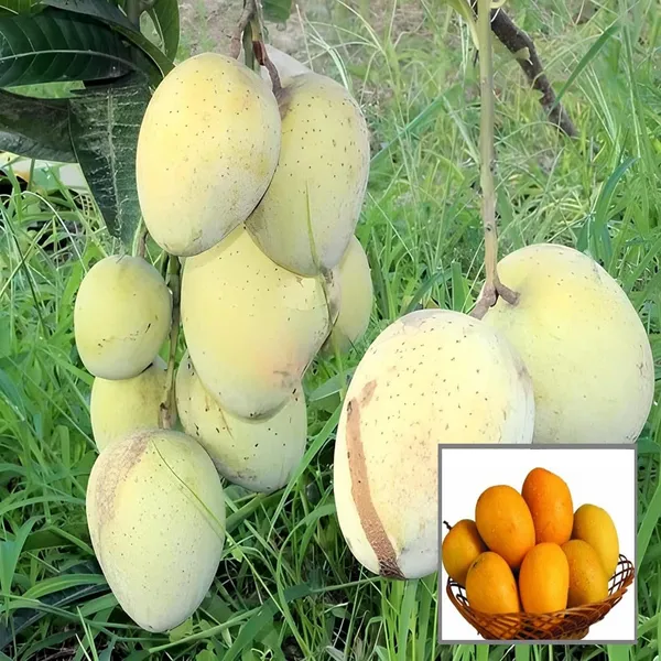 Gourmoti_Mango_Aam_Grafted_Fruit_Plant_(1.5-3_Feet_Height)