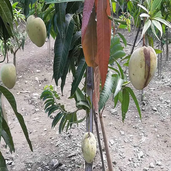 Gourmoti_Mango_Aam_Grafted_Fruit_Plant_(1.5-3_Feet_Height)