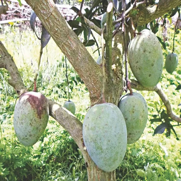 Gourmoti_Mango_Aam_Grafted_Fruit_Plant_(1.5-3_Feet_Height)
