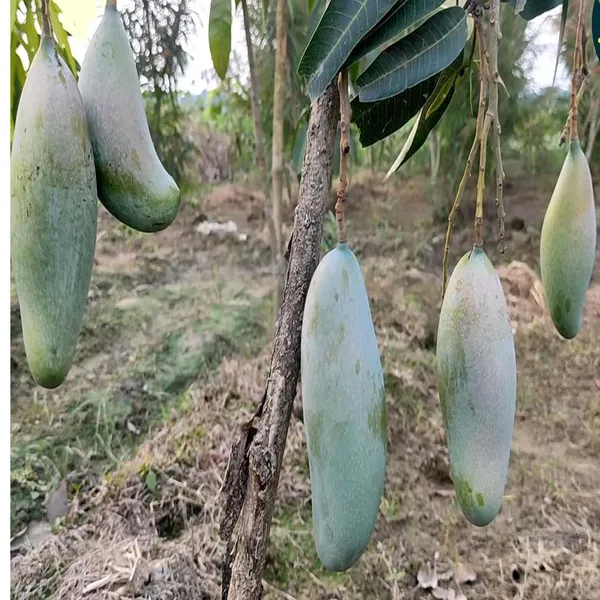 3_Taste_Three_Taste_Mango_Aam_Grafted_Fruit_Plant_(1.5-3_Feet_Height)