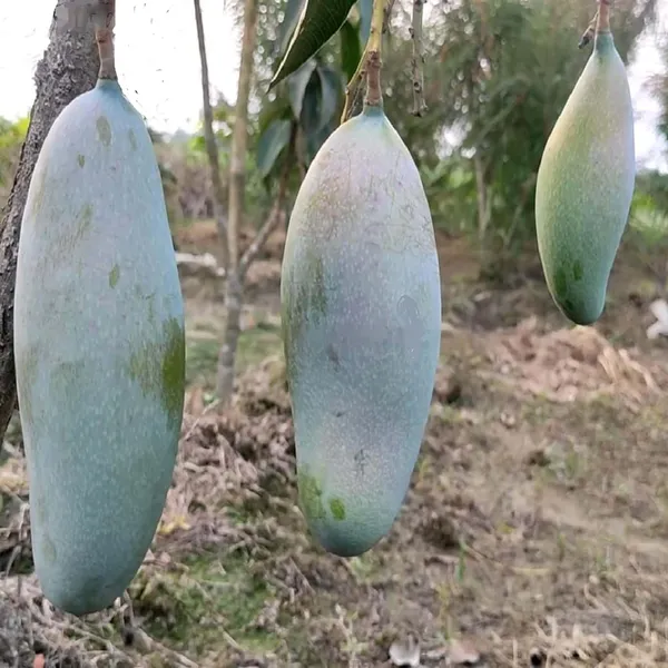3_Taste_Three_Taste_Mango_Aam_Grafted_Fruit_Plant_(1.5-3_Feet_Height)