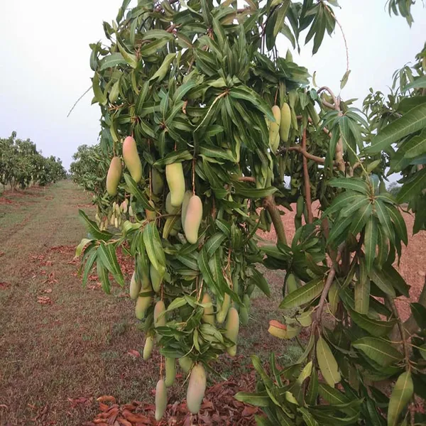 3_Taste_Three_Taste_Mango_Aam_Grafted_Fruit_Plant_(1.5-3_Feet_Height)