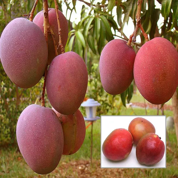 American_Red_Palmar_Mango_Aam_Grafted_Fruit_Plant_(1.5-3_Feet_Height)