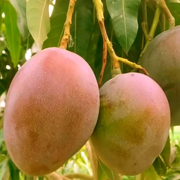 American_Red_Palmar_Mango_Aam_Grafted_Fruit_Plant_(1.5-3_Feet_Height)