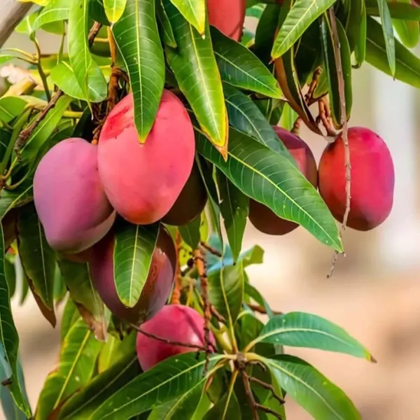 American_Red_Palmar_Mango_Aam_Grafted_Fruit_Plant_(1.5-3_Feet_Height)