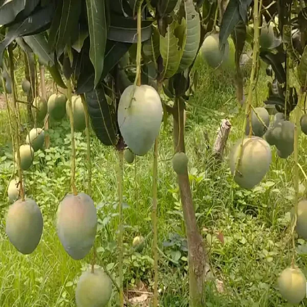 Bangladesh_Bari_4_Mango_Aam_Grafted_Fruit_Plant_(1.5-3_Feet_Height)